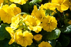 Primrose