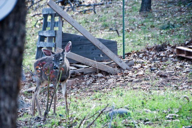 2-11-2015 Deer (5)