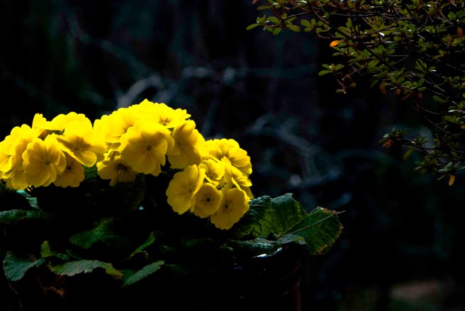 Primroses in Bloom