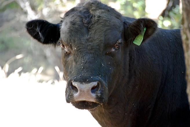 10-9-2006 Fiddletown (4)