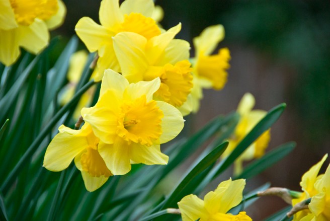 4-5-11 Daffodils (3)