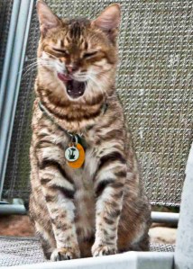 5-4-2014 Sunday Afternoon (7)