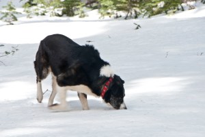 4-11-2015 Packer Saddle (6)